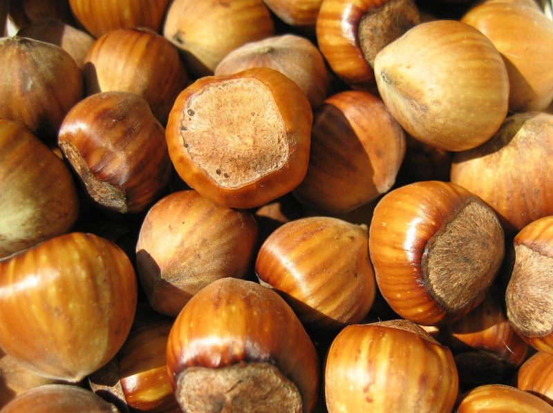 Cobnut Nottingham - Future Forests