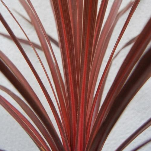 Cordyline australis Red Comet