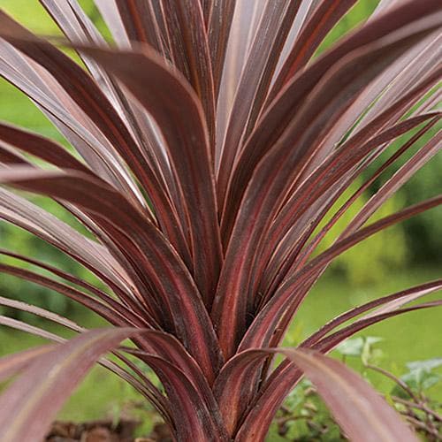 Cordyline australis Red Comet