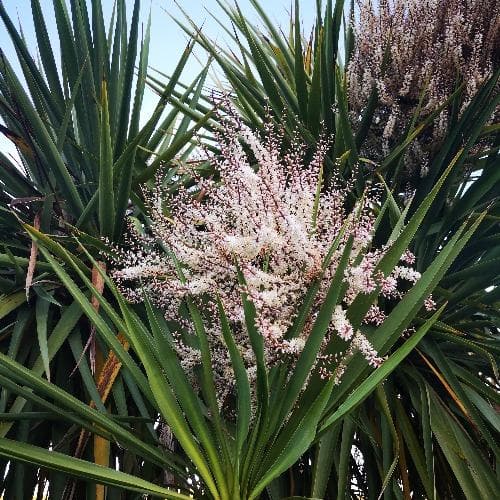 Cordyline australis