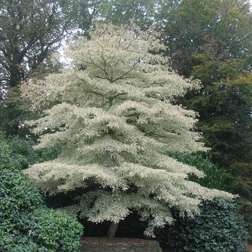 Cornus controversa Variegata - Future Forests