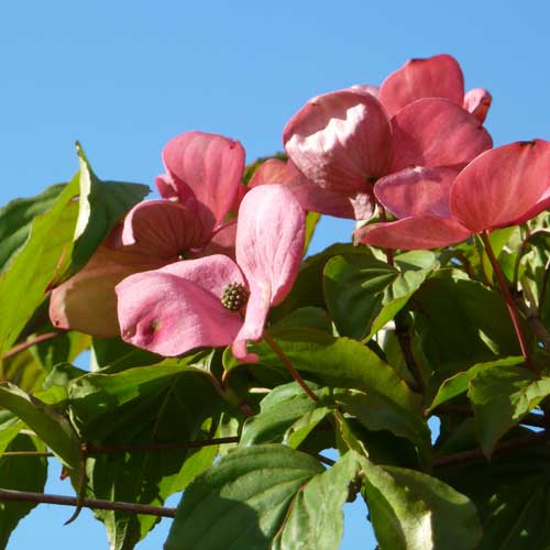 Cornus kousa Satomi - Japanese Dogwood