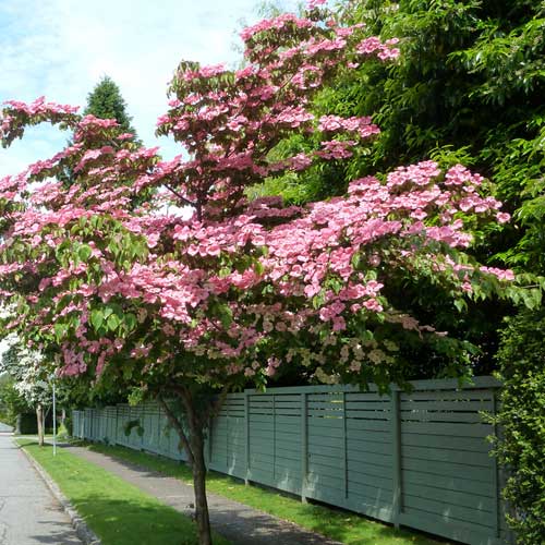 Cornus kousa Satomi - Japanese Dogwood