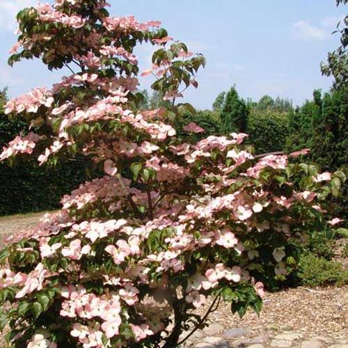 Cornus kousa Satomi - Japanese Dogwood