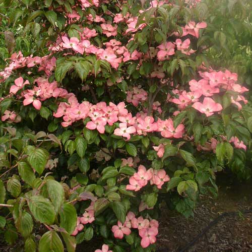 Cornus kousa Satomi - Japanese Dogwood