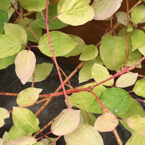 Cornus sanguinea Anny's Winter Orange - Future Forests