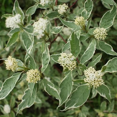 Cornus alba Elegantissima - Future Forests