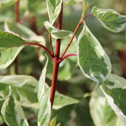 Cornus alba Elegantissima - Future Forests