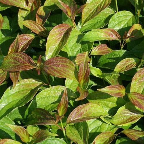 Cornus alba Kesselringii - Future Forests