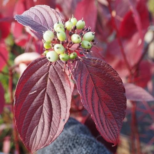 Cornus alba Siberica - Future Forests