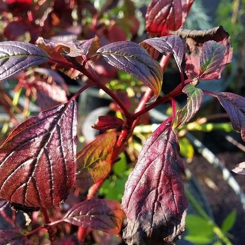 Cornus alba Siberian Pearls - Future Forests
