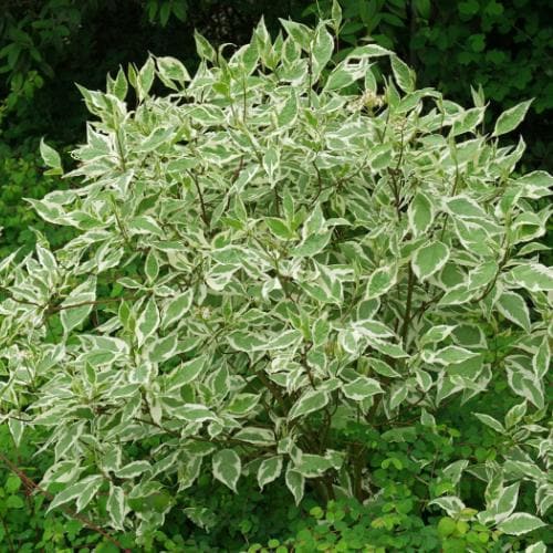 Cornus alba Sibirica Variegata