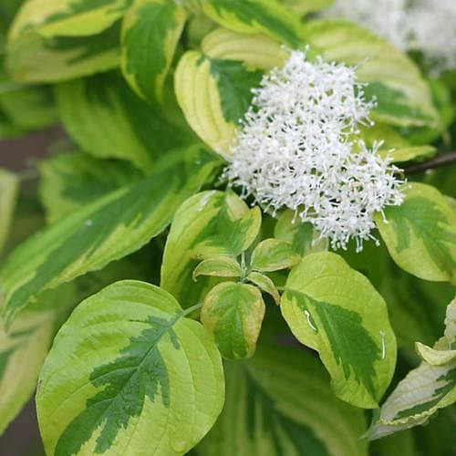 Cornus alternifolia Golden Shadows - Future Forests