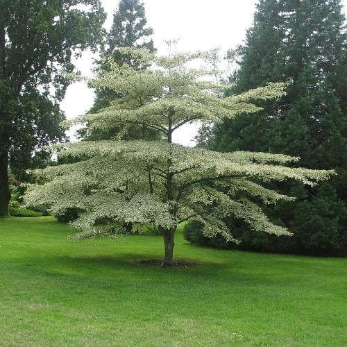 Cornus alternifolia Argentea - Future Forests