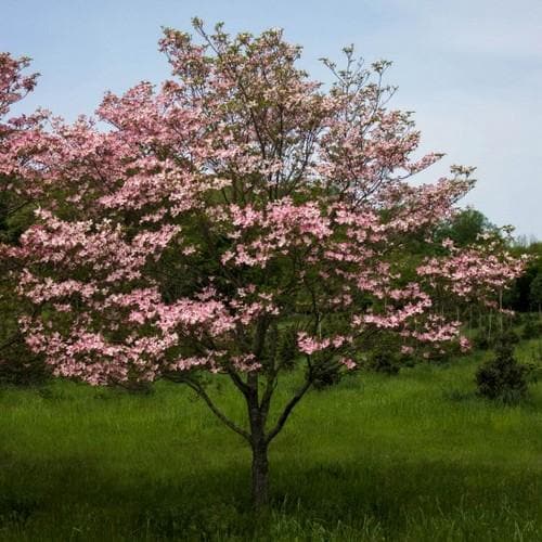 Cornus florida Rubra - Future Forests