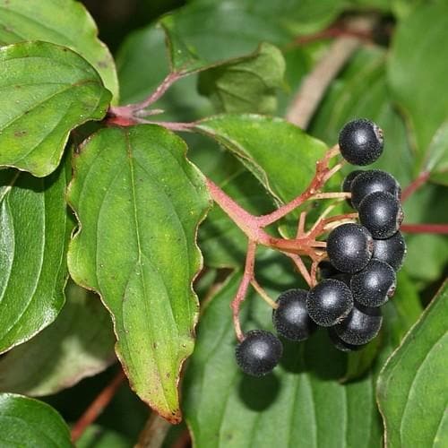 Cornus sanguinea - Future Forests