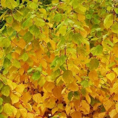 Cornus sanguinea Magic Flame - Future Forests