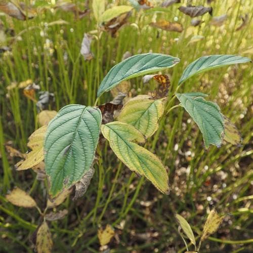 Cornus sericea Flaviramea - Future Forests