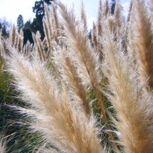 Cortaderia selloana - Future Forests