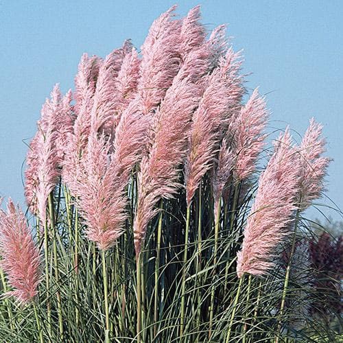 Cortaderia selloana Rosea