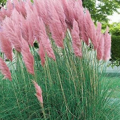 Cortaderia selloana Rosea