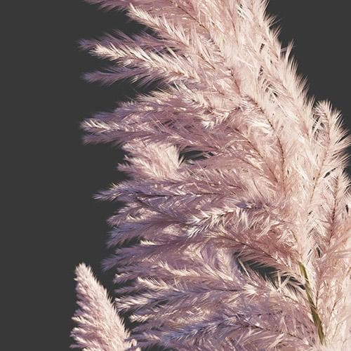 Cortaderia selloana Rosea