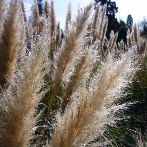 Cortaderia selloana pumila - Future Forests