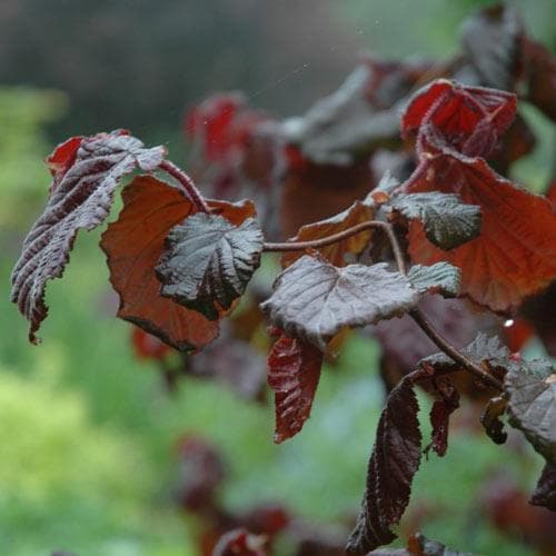 Corylus avellana Red Majestic - Future Forests