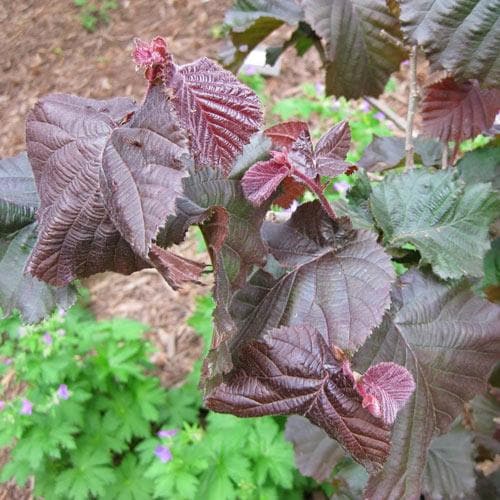 Corylus avellana Red Majestic - Future Forests
