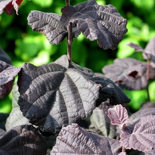 Corylus avellana Anny's Purple Dream - Future Forests