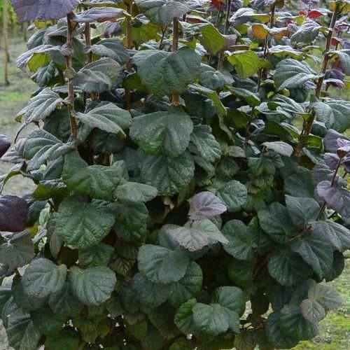 Corylus avellana Anny's Purple Dream - Future Forests
