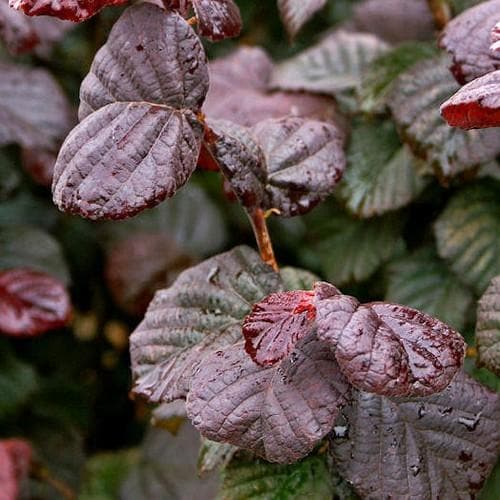 Corylus avellana Anny's Purple Dream - Future Forests