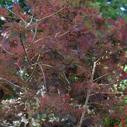 Cotinus Grace - Future Forests