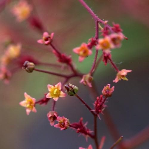 Cotinus Grace - Future Forests