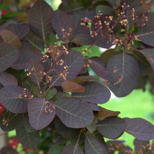 Cotinus Grace - Future Forests