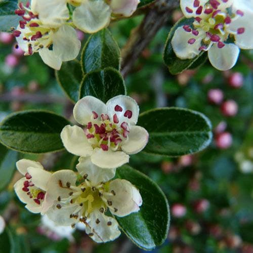 Cotoneaster dammeri Green Carpet - Future Forests