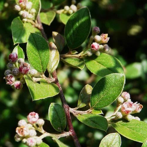 Cotoneaster franchetii - Future Forests