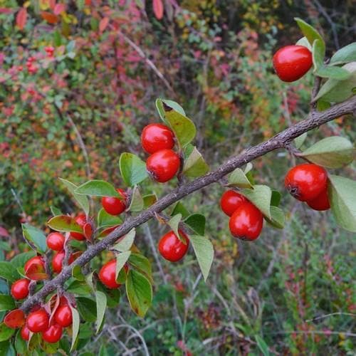 Cotoneaster simonsii - Future Forests