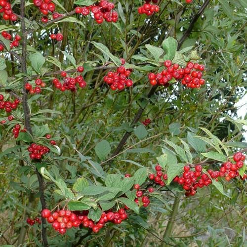 Cotoneaster bullatus - Future Forests
