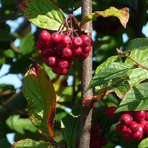 Cotoneaster bullatus - Future Forests