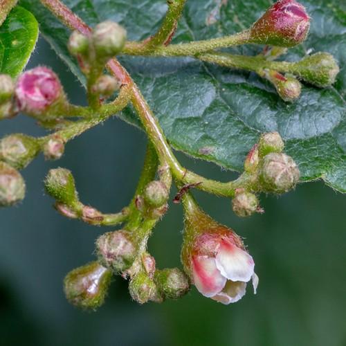 Cotoneaster bullatus - Future Forests