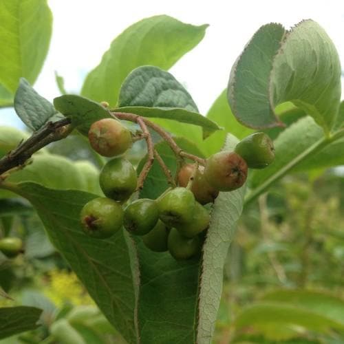 Cotoneaster bullatus - Future Forests