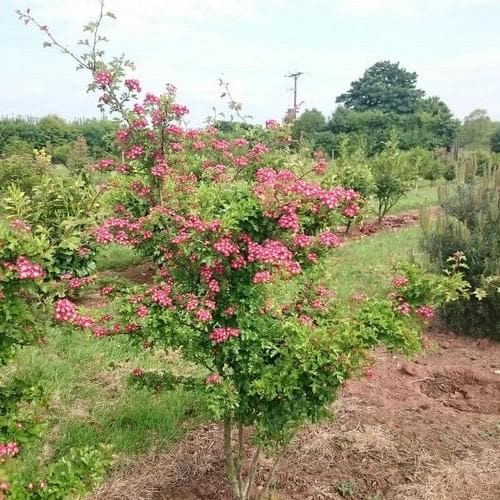 Crataegus Crimson Cloud - Future Forests