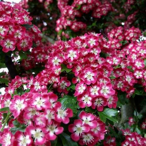 Crataegus Crimson Cloud - Future Forests