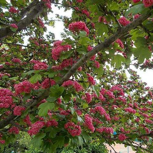 Crataegus laevigata Paul’s Scarlet - Future Forests