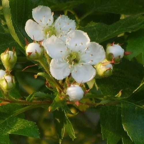 Crataegus chinensis syn. pinnatifida - Future Forests
