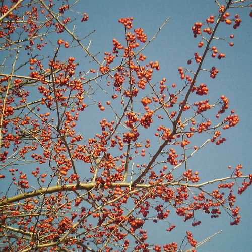 Crataegus chinensis syn. pinnatifida - Future Forests