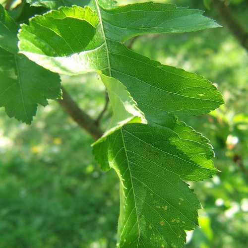 Crataegus chinensis syn. pinnatifida - Future Forests