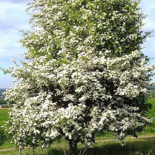 Crataegus monogyna - Future Forests