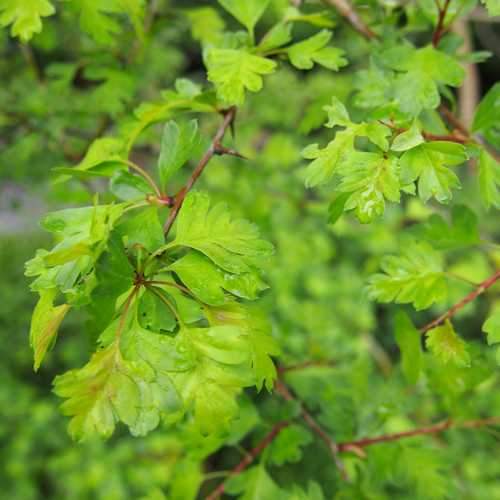 Crataegus monogyna - Future Forests